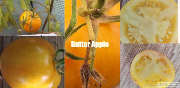 Tomaten: Butter Apple