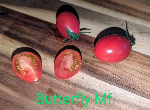 Tomaten: Butterfly