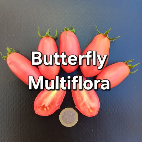 Tomaten: Butterfly Multiflora