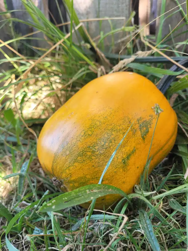 Kürbisse: Butternut
