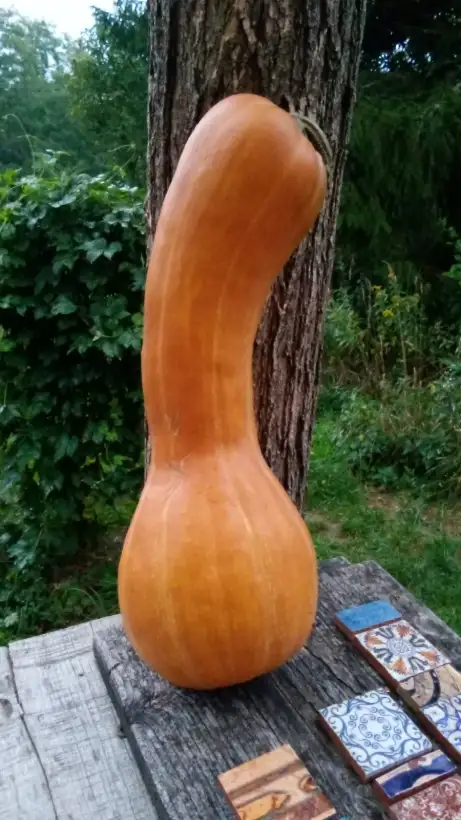 andere Gemüse: Butternut, Ungarischer Muskatkürbis, cremefarbene Schale, helles bis oranges Fruchtfleisch, sehr lecker für Pfannengerichte. Ein Jahr lagerbar.