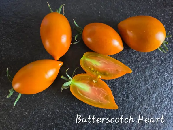 Tomaten: Butterscotch Heart