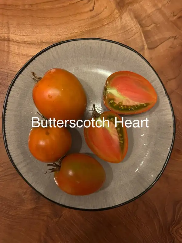 Tomaten: Butterscotch Hearth