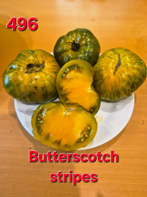 Tomaten: Butterscoth stripes