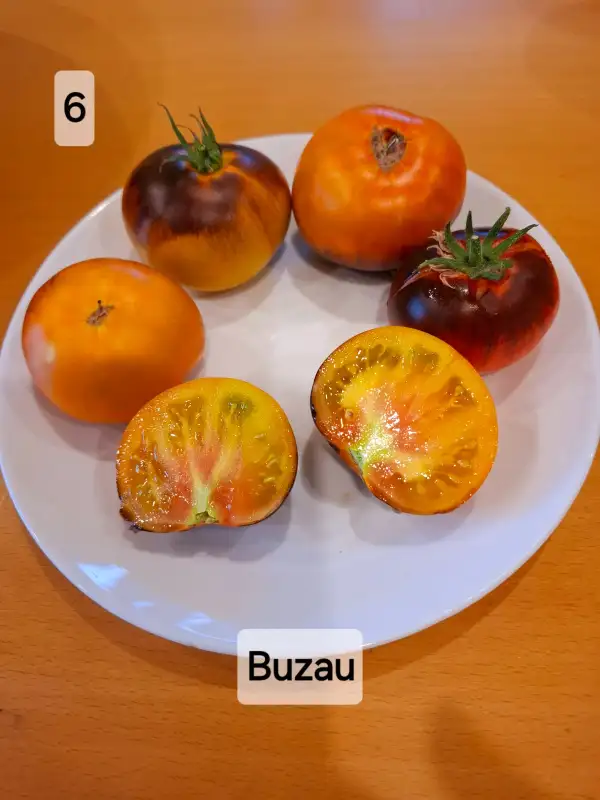 Tomaten: Buzau