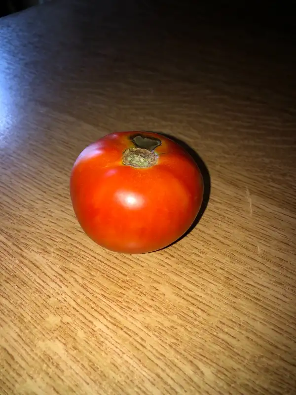 Tomaten: Buzau 1600