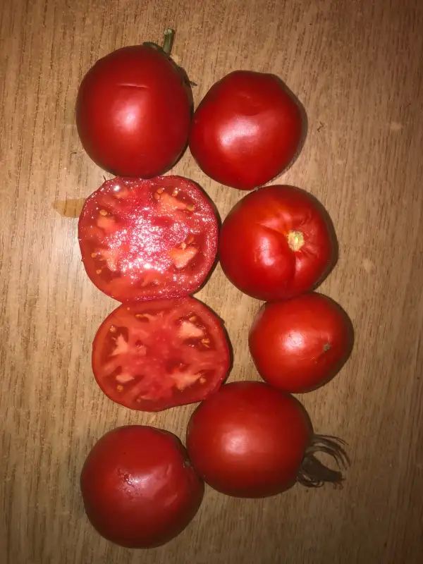 Tomaten: Buzau 50