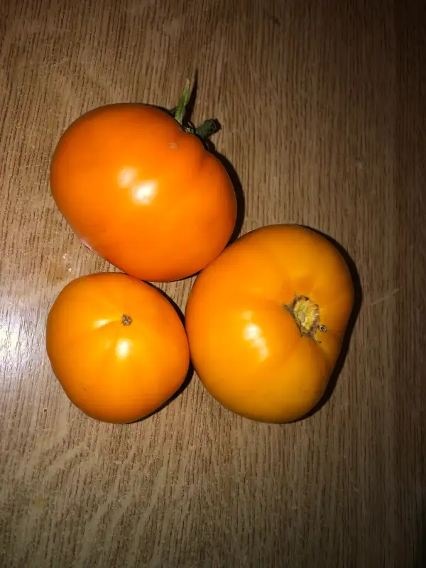 Tomaten: Bychbies Heart is Orange