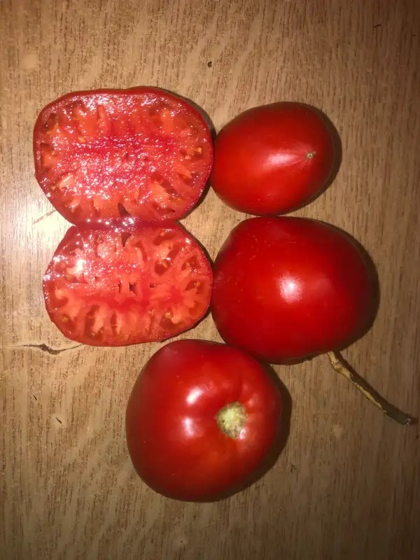 Tomaten: Bychye Serdtse Vistavochnoye-Pobeditel