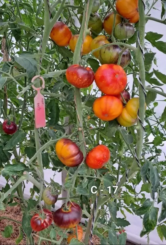 Tomaten: C- 17