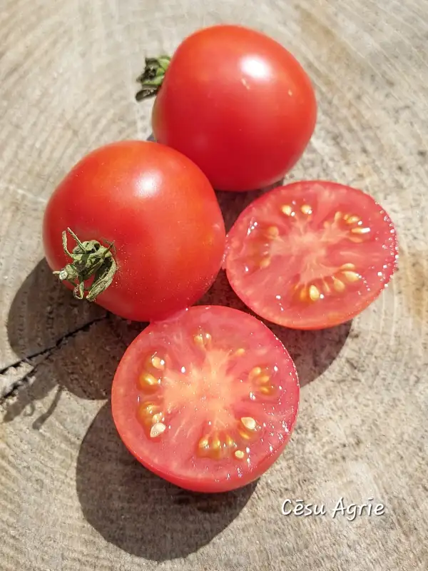 Tomaten: Cēsu Agrie