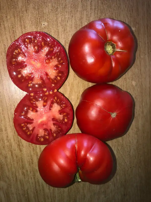 Tomaten: Côtelée d