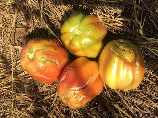 Tomaten: Côtelée de Valence