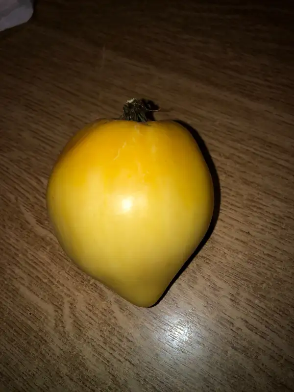 Tomaten: Cœur de Bœuf Blanc