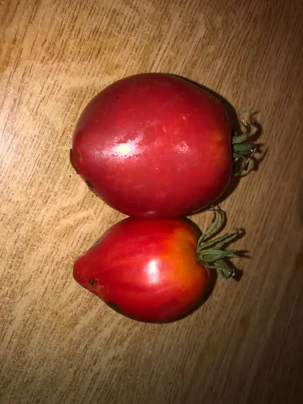 Tomaten: Cœur de Bœuf Slankard