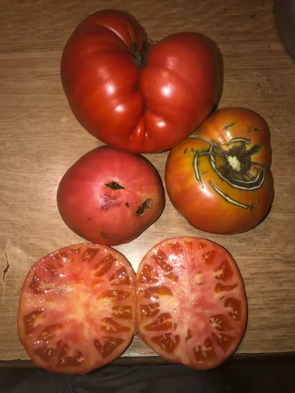 Tomaten: Cœur from Antuza Near Bolotsani