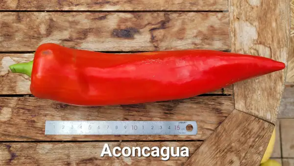 Chili / Paprika: C25, Aconcagua , Schärfe: 0-1, Höhe: 100cm