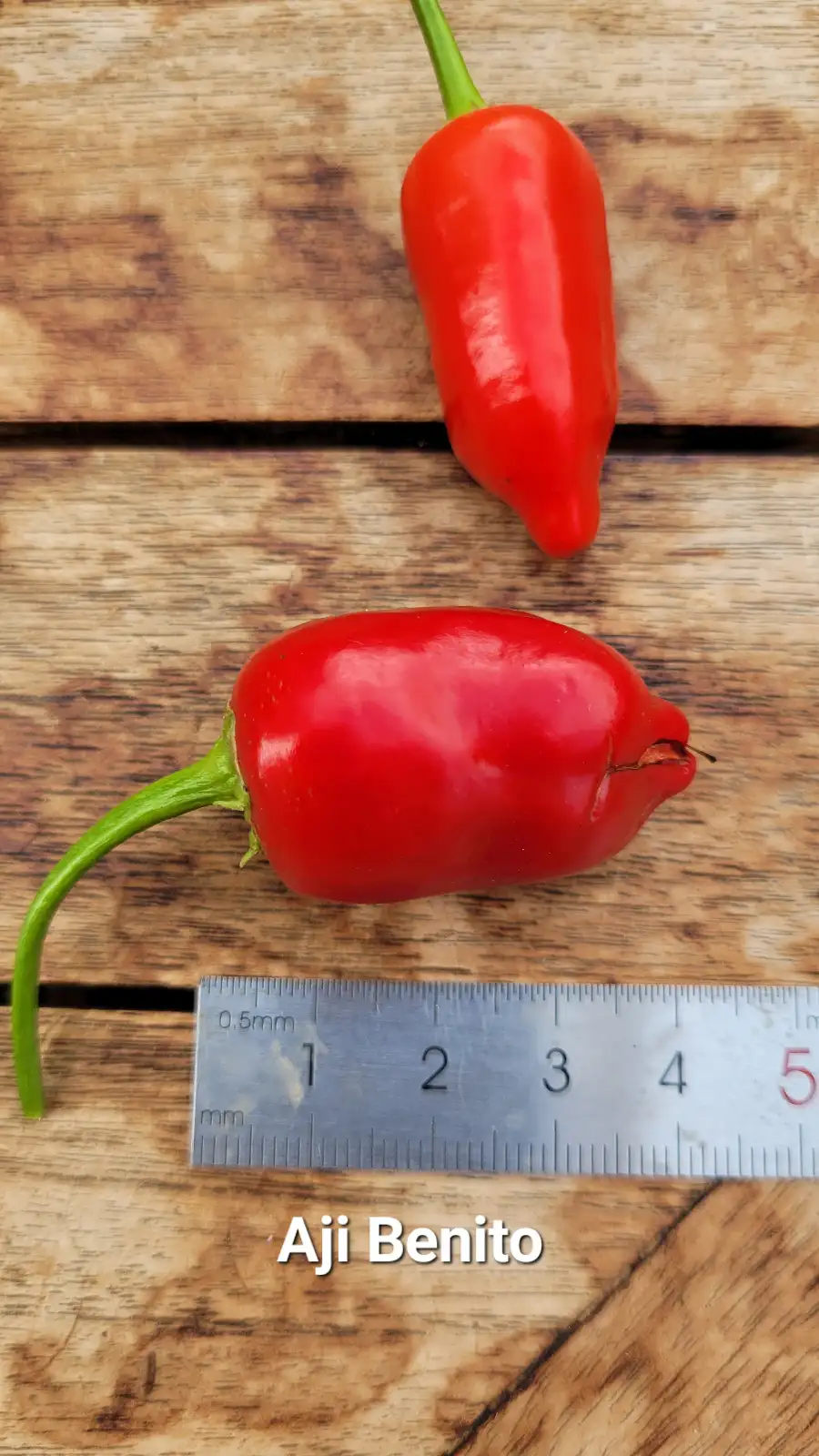 Chili / Paprika: C25, Aji Benito  , Schärfe: 6, Höhe: 100cm