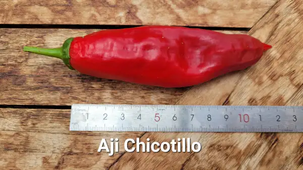 Chili / Paprika: C25, Aji Chicotillo , Schärfe: 7, Höhe: 80cm