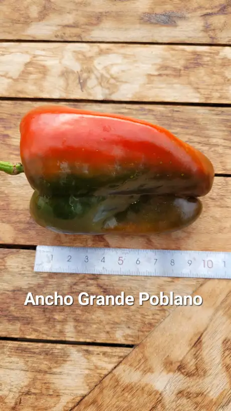 Chili / Paprika: C25, Ancho Grande Poblano , Schärfe: 3, Höhe: 70cm