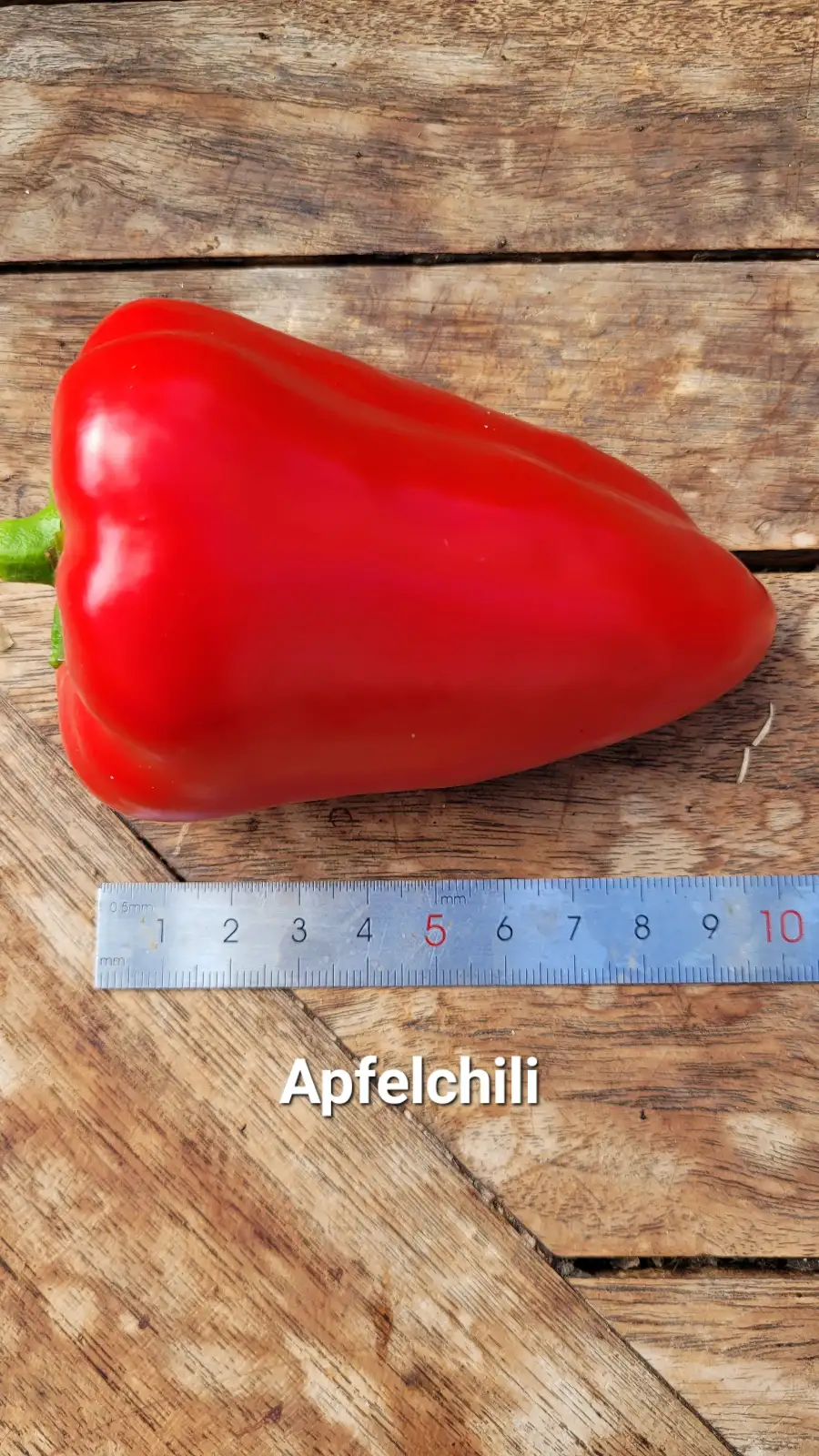 Chili / Paprika: C25, Apfelchili , Schärfe: 3, Höhe: 60cm