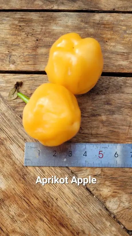 Chili / Paprika: C25, Apricot Apple , Schärfe: 2, Höhe: 80cm