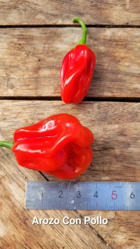 Chili / Paprika: C25, Arroz Con Pollo , Schärfe: 2, Höhe: 100cm