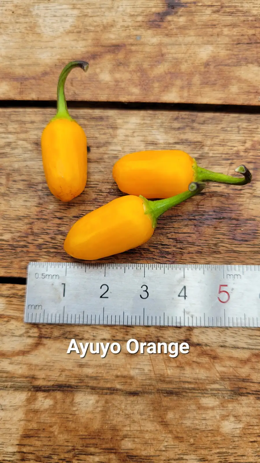 Chili / Paprika: C25, Ayuyo Orange , Schärfe: 5, Höhe: 150cm