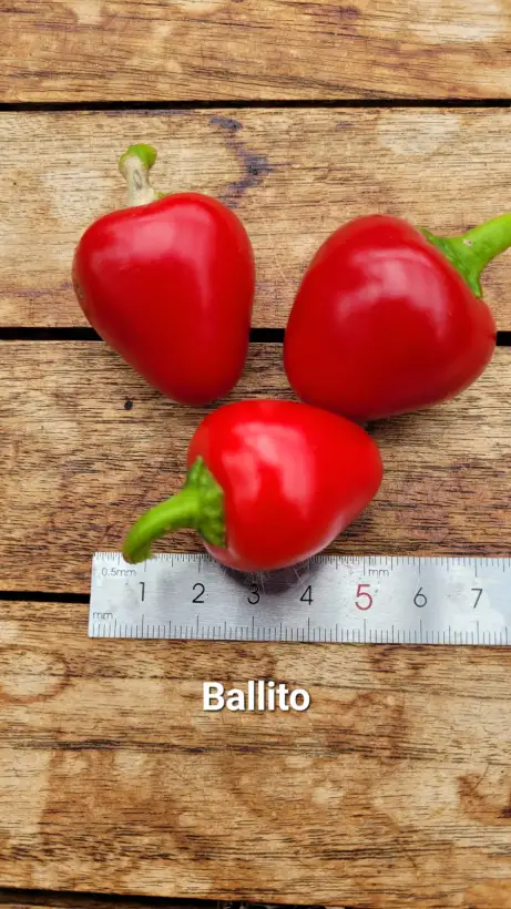 Chili / Paprika: C25, Ballito , Schärfe: 4, Höhe: 40cm