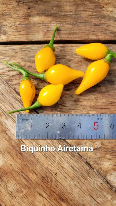Chili / Paprika: C25, Biquinho Airetama , Schärfe: 1-2, Höhe: 80cm