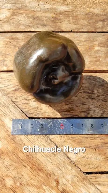 Chili / Paprika: C25, Chilhuacle Negro , Schärfe: 5-7, Höhe: 80cm