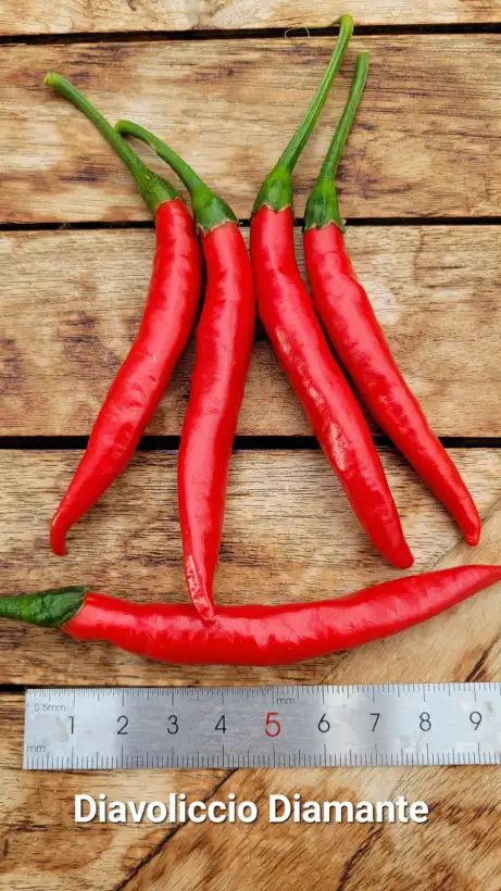 Chili / Paprika: C25, Diavolicchio Diamante , Schärfe: 5, Höhe: 100cm