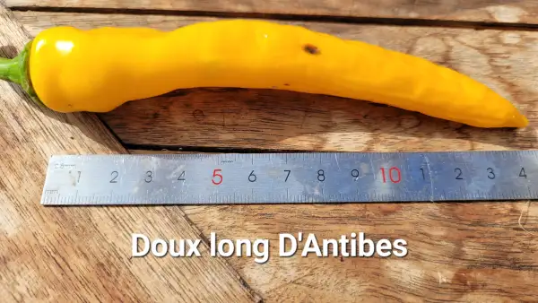 Chili / Paprika: C25, Doux Long d