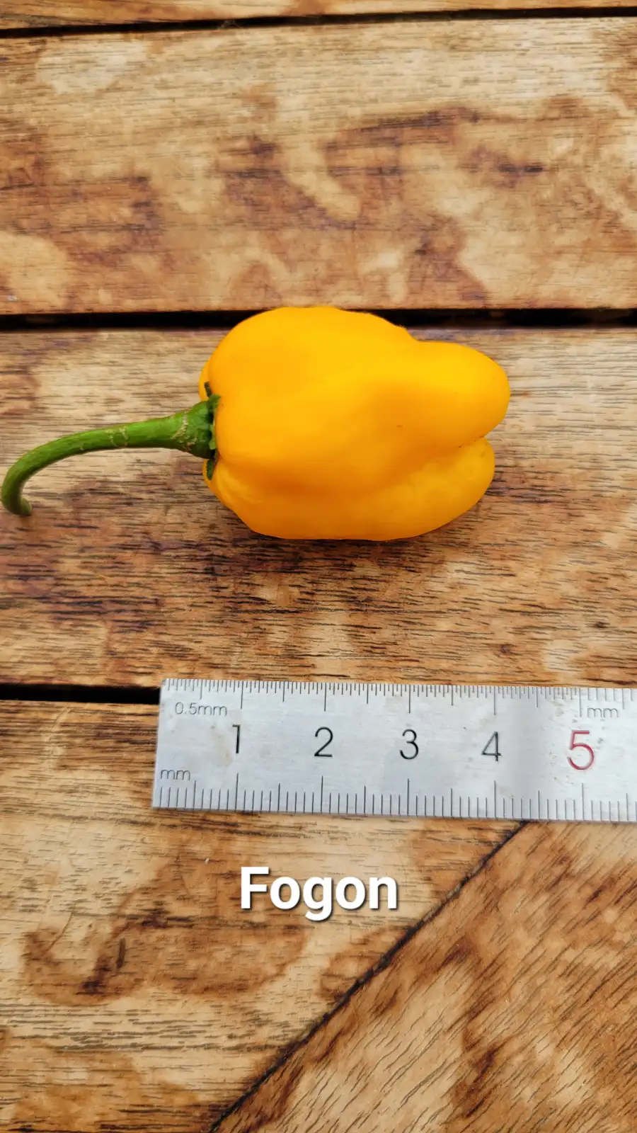 Chili / Paprika: C25, Fogon , Schärfe: 8-9, Höhe: 50-80cm