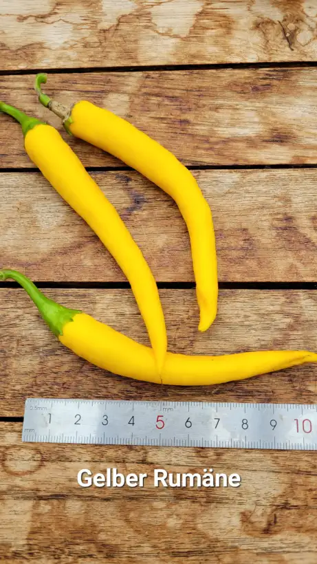Chili / Paprika: C25, Gelber Rumäne , Schärfe: 6, Höhe: 150cm