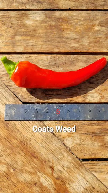 Chili / Paprika: C25, Goats Weed , Schärfe: 7, Höhe: 120cm