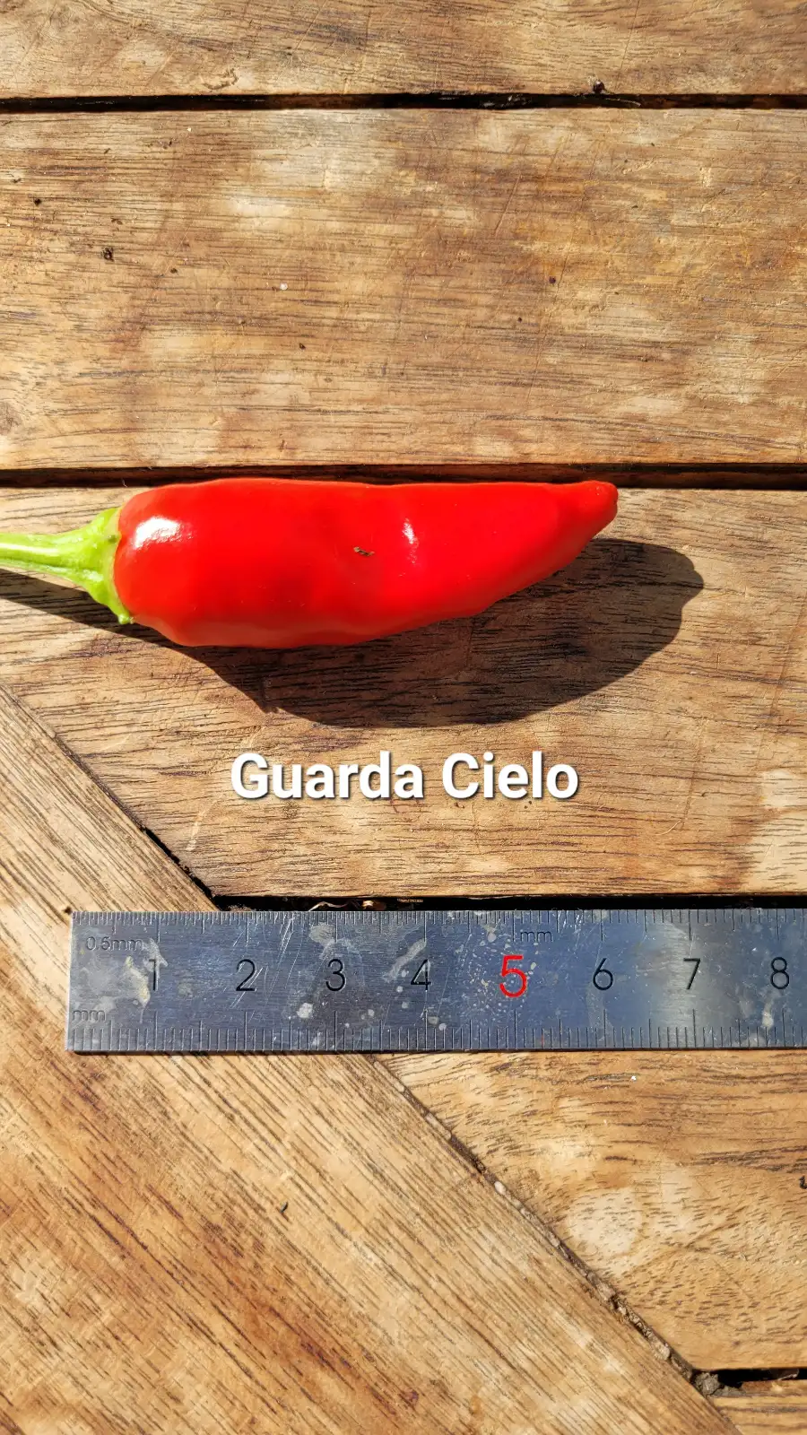 Chili / Paprika: C25, Guarda Cielo , Schärfe: 6, Höhe: 30-50cm