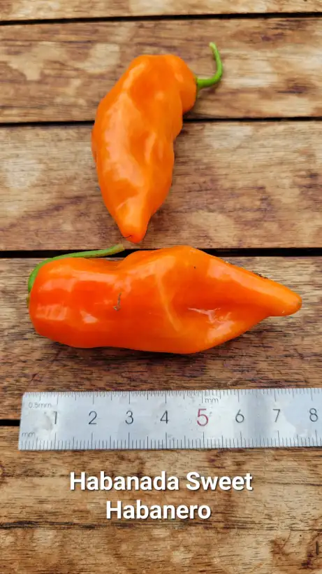 Chili / Paprika: C25, Habanada Sweet Habanero , Schärfe: 0, Höhe: 80-90cm