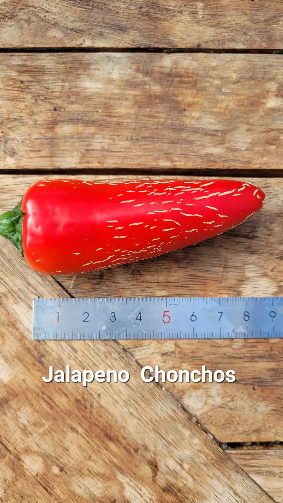 Chili / Paprika: C25, Jalapeno Chonchos , Schärfe: 1-2, Höhe: 70cm