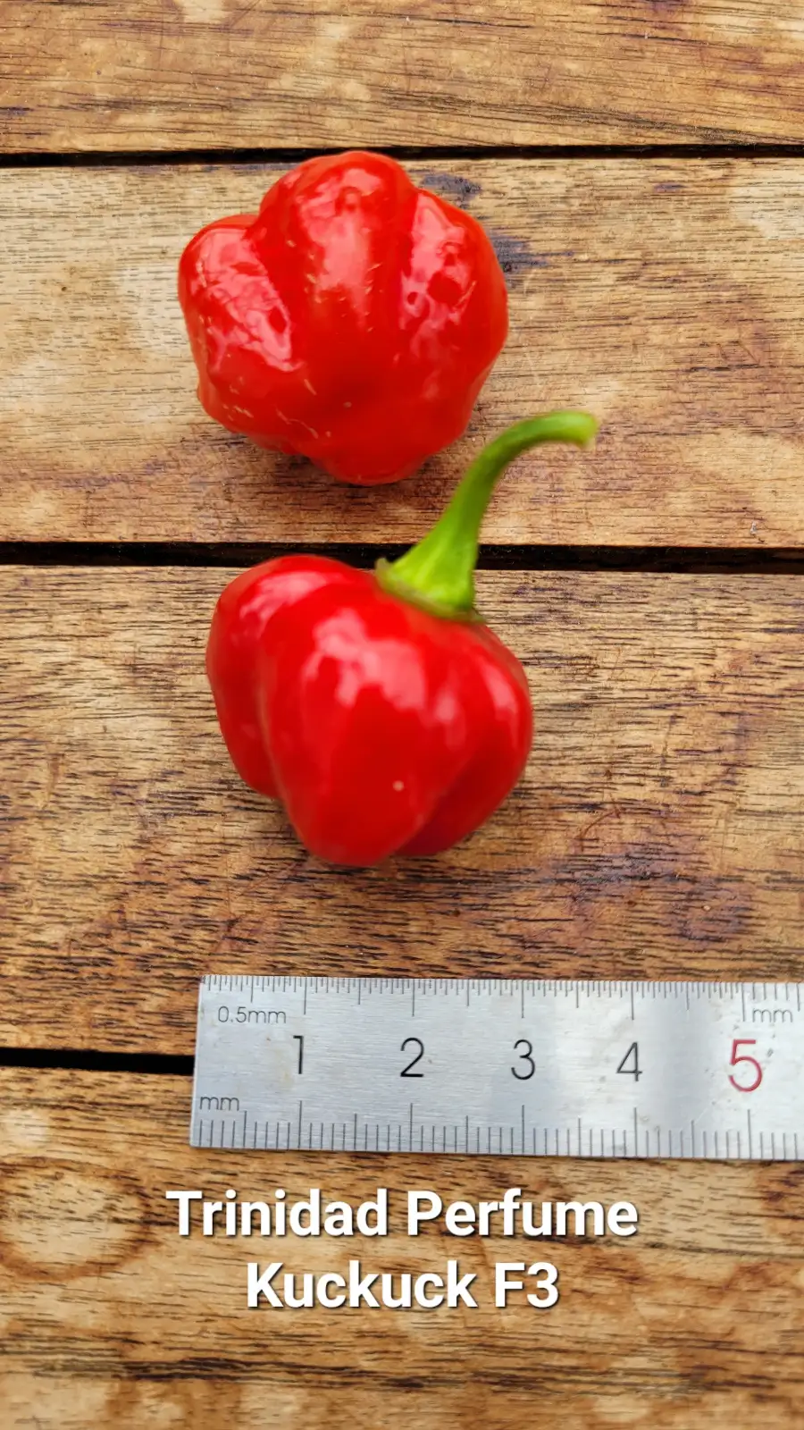 Chili / Paprika: C25, Trinidad Perfume Kuckuck F3 , Schärfe: 1-2, Höhe: 70cm