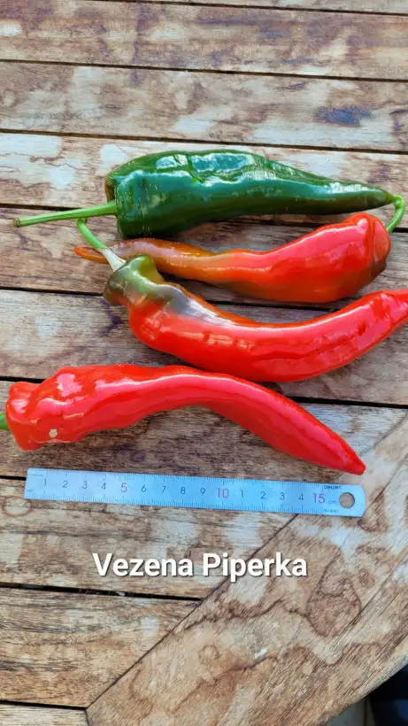 Chili / Paprika: C25, Vezena Piperka , Schärfe: 3-5, Höhe: 100cm
