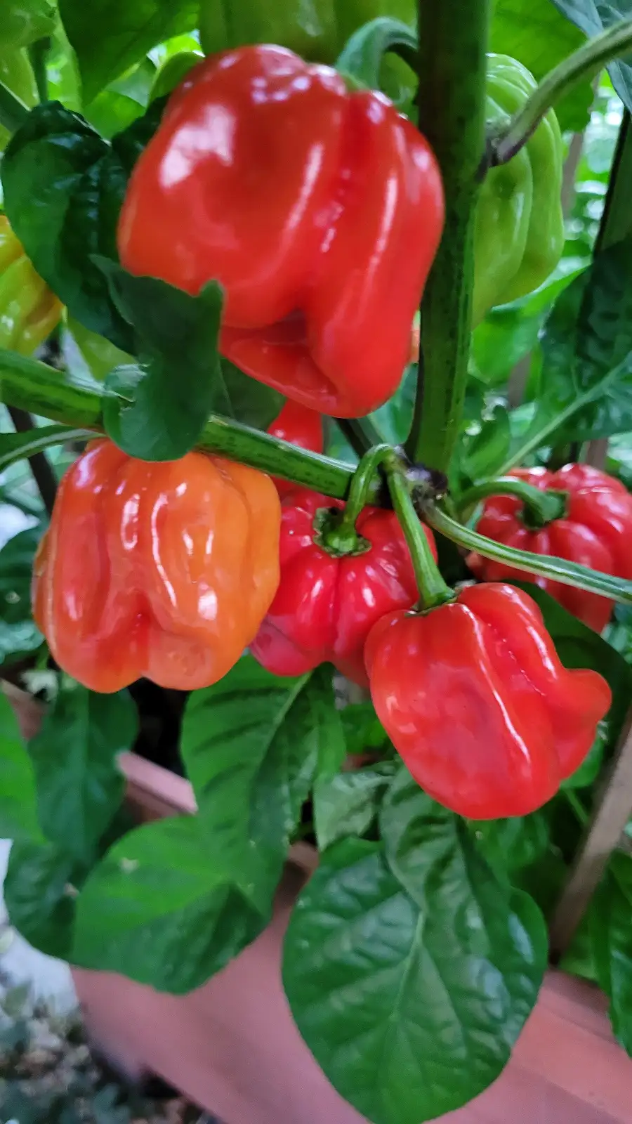 Chili / Paprika: C25, Vicentes Sweet Habanero , Schärfe: 0-1, Höhe: 100cm