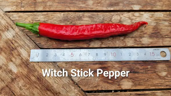 Chili / Paprika: C25, Witch Stick Pepper , Schärfe: 2-3, Höhe: 90cm