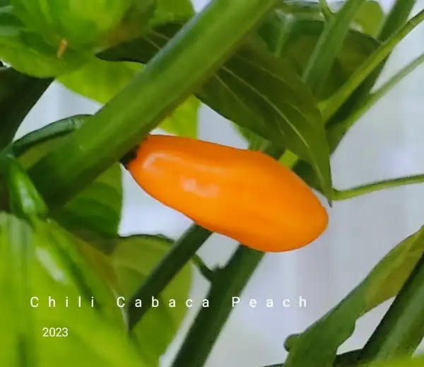 Chili / Paprika: Cabaca Peach