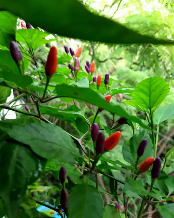 Chili / Paprika: Cabai burung ungu, Malaysia