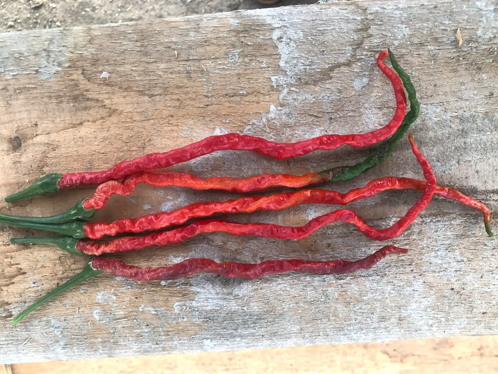 Chili / Paprika: Cabai Kopay