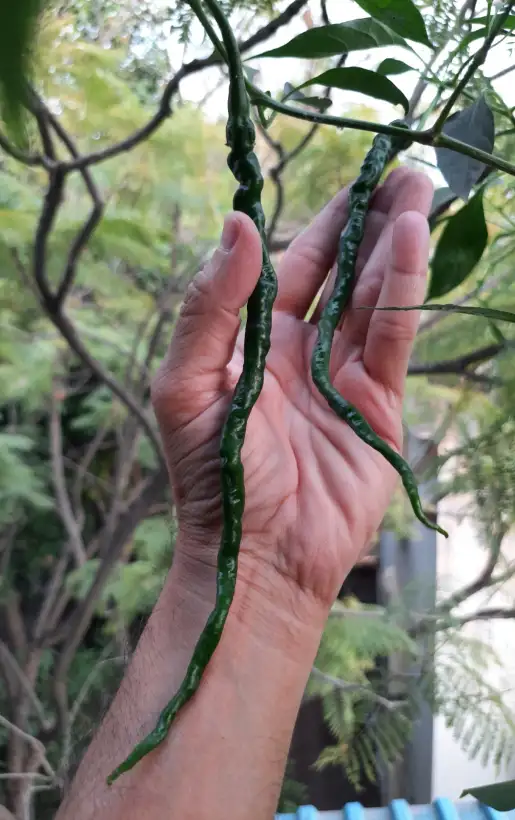 Chili / Paprika: Cabai Kopay, Indonesia