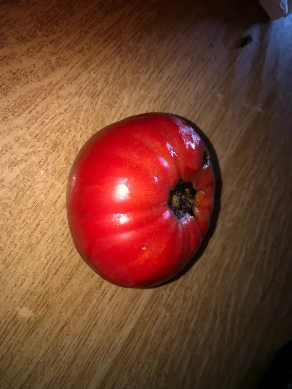 Tomaten: Cabriel