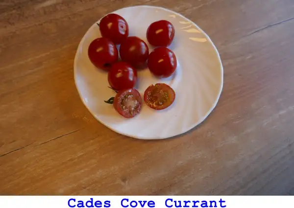 Tomaten: Cades Cove Currant