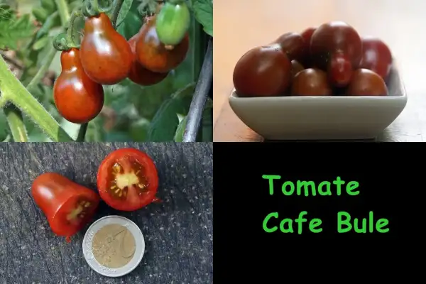 Tomaten: Cafe Bulé